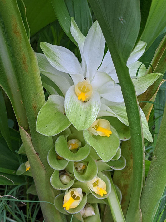 Natural Plants and Herbs for Radiant Wedding Ready Skin: Turmeric